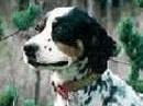 Return to " Stud" Dogs Feedback Page