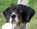 Return to " Stud" Dogs Feedback Page