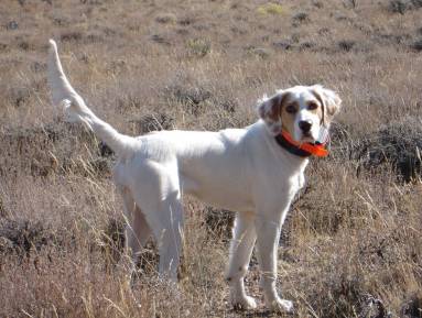 Sheba 12/28/09