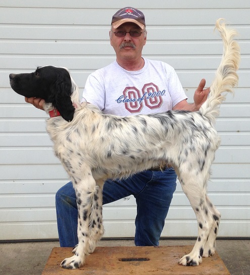 Tekoa Mountain Setters - Frank 