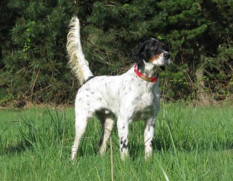 Tekoa Mountain English Setter Paladin - Pal