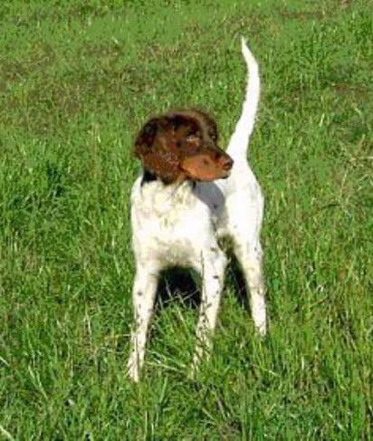 Tekoa Mountain Rawhide - " Rusty "
