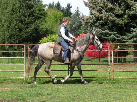 Tekoa Mountain Setters Casey;