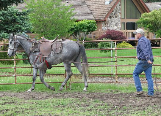  Tekoa Mountain Farms - " CASEY "