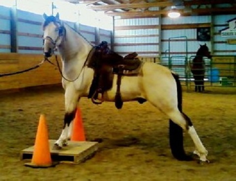 Tanner 