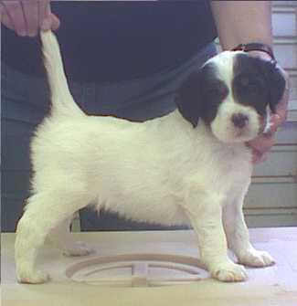 Jacky's Male Pup #10