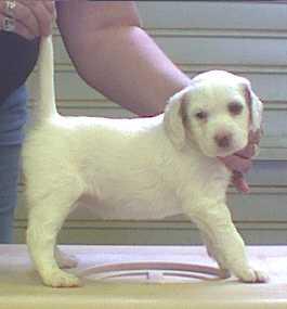 Jacky's Female Pup #2