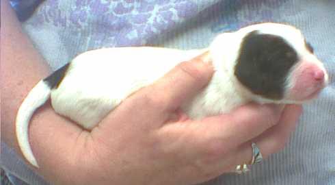 Jacky's Male pup #7