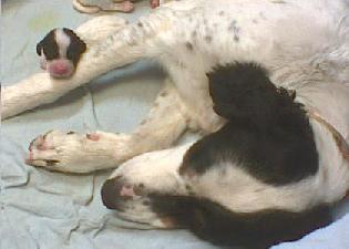 Tekoa Mountain "Puppy"